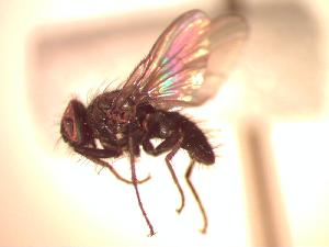  (Spilogona infuscata - BUIC-CHU0751)  @13 [ ] Unspecified (default): All Rights Reserved  Unspecified Unspecified