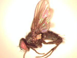  (Spilogona sp. 4 AKR - BUIC-CHU0773)  @12 [ ] Unspecified (default): All Rights Reserved  Unspecified Unspecified