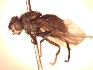  (Spilogona trianguligera - BUIC-CHU0774)  @13 [ ] Unspecified (default): All Rights Reserved  Unspecified Unspecified
