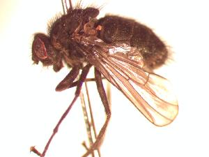  (Spilogona sp. 10 AKR - BUIC-CHU0892)  @12 [ ] Unspecified (default): All Rights Reserved  Unspecified Unspecified