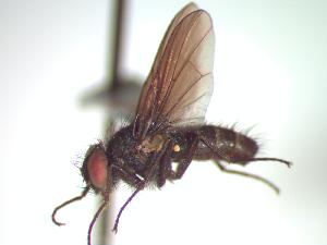  (Spilogona magnipunctata - BUIC-CHU0945)  @13 [ ] Unspecified (default): All Rights Reserved  Unspecified Unspecified