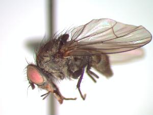  ( - BUIC-CHU0946)  @13 [ ] Unspecified (default): All Rights Reserved  Unspecified Unspecified
