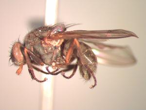  (Haematobia alcis - BUIC-CHU1054)  @11 [ ] Unspecified (default): All Rights Reserved  Unspecified Unspecified