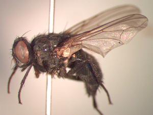  ( - BUIC-CHU1055)  @12 [ ] Unspecified (default): All Rights Reserved  Unspecified Unspecified