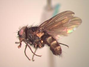 ( - BUIC-CHU1057)  @12 [ ] Unspecified (default): All Rights Reserved  Unspecified Unspecified