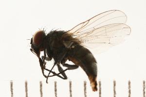  ( - JBWM0234378)  @12 [ ] CreativeCommons - Attribution (2008) CBG Photography Group Centre for Biodiversity Genomics