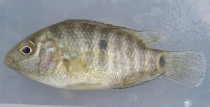  ( - MXIV0300)  @13 [ ] Unspecified (default): All Rights Reserved  Unspecified Unspecified