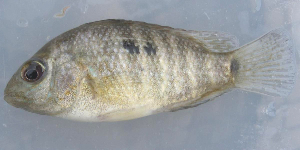  ( - MXIV0302)  @13 [ ] Unspecified (default): All Rights Reserved  Unspecified Unspecified