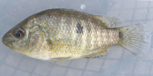  ( - MXIV0303)  @13 [ ] Unspecified (default): All Rights Reserved  Unspecified Unspecified