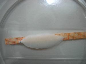  (Chilorhinus - MFL362)  @12 [ ] Unspecified (default): All Rights Reserved  Unspecified Unspecified