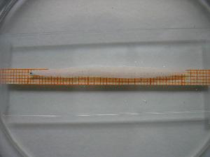  ( - MFL412)  @12 [ ] Unspecified (default): All Rights Reserved  Unspecified Unspecified