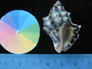  ( - J_22_RECLA)  @11 [ ] Copyright (2017) Firdaus Unspecified