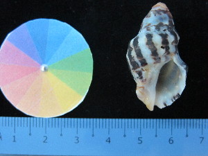  ( - J_21_RECLA)  @11 [ ] Copyright (2017) Firdaus Unspecified