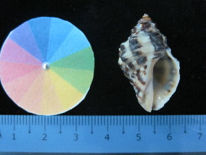  ( - J_18_RECLA)  @11 [ ] Copyright (2017) Firdaus Unspecified