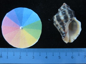  ( - J_16_RECLA)  @11 [ ] Copyright (2017) Firdaus Unspecified