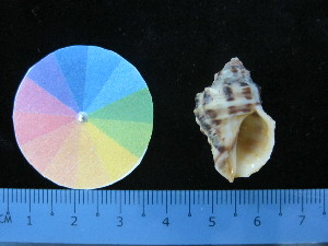  ( - J_13_RECLA)  @11 [ ] Copyright (2017) Firdaus Unspecified