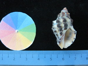  ( - J_11_RECLA)  @11 [ ] Copyright (2017) Firdaus Unspecified