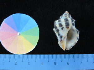  ( - J_10_RECLA)  @11 [ ] Copyright (2017) Firdaus Unspecified