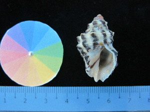  ( - J_9_RECLA)  @11 [ ] Copyright (2017) Firdaus Unspecified