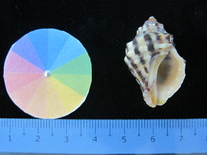  ( - J_5_RECLA)  @11 [ ] Copyright (2017) Firdaus Unspecified