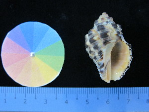  ( - J_4_RECLA)  @11 [ ] Copyright (2017) Firdaus Unspecified