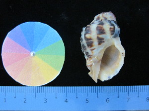  ( - J_2_RECLA)  @11 [ ] Copyright (2017) Firdaus Unspecified