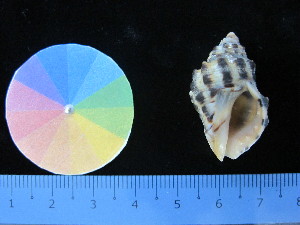  (Reishia clavigera - J_1_RECLA)  @11 [ ] Copyright (2017) Firdaus Unspecified