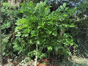  (Lonchocarpus muehlbergianus - veg007)  @11 [ ] Unspecified (default): All Rights Reserved  Unspecified Unspecified