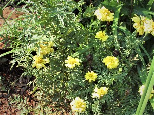  (Tagetes patula - veg064)  @11 [ ] Unspecified (default): All Rights Reserved  Unspecified Unspecified