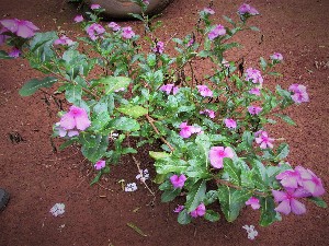  (Impatiens walleriana - veg095)  @11 [ ] Unspecified (default): All Rights Reserved  Unspecified Unspecified