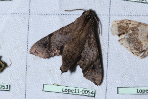  ( - Lope11-0054)  @12 [ ] Copyright (2011) Rodolpher Rougerie University of Rouen