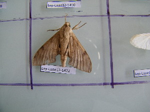  ( - Lep-Lope12-1422)  @12 [ ] CreativeCommons - Attribution Non-Commercial Share-Alike (2012) Morgane COUANT ECODIV