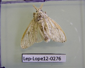  ( - Lep-Lope12-0276)  @13 [ ] CreativeCommons - Attribution Non-Commercial Share-Alike (2012) Morgane COUANT ECODIV