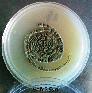  (Cladosporium cladosporioides - BAB 2560)  @11 [ ] Unspecified (default): All Rights Reserved  Unspecified Unspecified