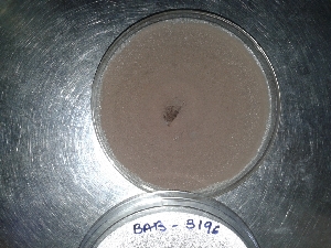  (Lasiodiplodia pseudotheobromae - BAB 3196)  @11 [ ] Copyright (2016) Gujarat Biodiversity Gene Bank, GSBTM, DST, GoG Gujarat Biodiversity Gene Bank, GSBTM, DST, GoG