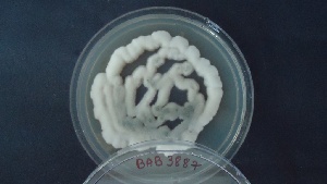  (Aspergillus fruticulosus - BAB 3887)  @11 [ ] Copyright (2014) Gujarat Biodiversity Gene Bank, GSBTM, DST, GoG Gujarat Biodiversity Gene Bank, GSBTM, DST, GoG