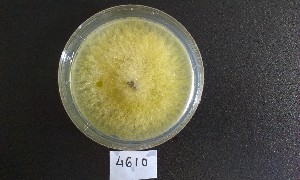  ( - BAB 4610)  @11 [ ] Copyright (2015) Gujarat Biodiversity Gene Bank, GSBTM, DST, GoG Gujarat Biodiversity Gene Bank, GSBTM, DST, GoG