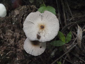  (Psathyrella sulcatotuberculosa - BAB 5172)  @11 [ ] Copyright (2015) Gujarat Biodiversity Gene Bank, GSBTM, DST, GoG Gujarat Biodiversity Gene Bank, GSBTM, DST, GoG