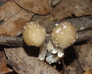  (Psathyrella hymenocephala - BAB 5186)  @11 [ ] Copyright (2015) Gujarat Biodiversity Gene Bank, GSBTM, DST, GoG Gujarat Biodiversity Gene Bank, GSBTM, DST, GoG