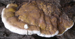  ( - BAB 5194)  @11 [ ] Copyright (2015) Gujarat Biodiversity Gene Bank, GSBTM, DST, GoG Gujarat Biodiversity Gene Bank, GSBTM, DST, GoG