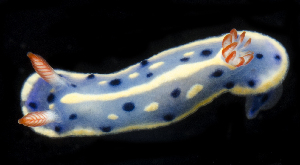  (Hypselodoris festiva - BHKG-0169)  @11 [ ] by-nc-sa (2018) Unspecified the Florida Museum of Natural History (FLMNH) and University of Hong Kong's Swire Institute of Marine Science