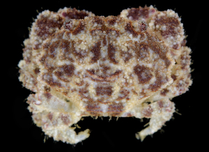  (Epiactaea bullifera - BHKG-0530)  @11 [ ] by-nc-sa (2018) Unspecified the Florida Museum of Natural History (FLMNH) and University of Hong Kong's Swire Institute of Marine Science
