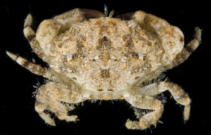  (Leptodius exaratus - BHKG-0611)  @11 [ ] by-nc-sa (2018) Unspecified the Florida Museum of Natural History (FLMNH) and University of Hong Kong's Swire Institute of Marine Science