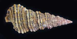  (Cerithium dialeucum - BHKG-1328)  @11 [ ] by-nc-sa (2018) Unspecified the Florida Museum of Natural History (FLMNH) and University of Hong Kong's Swire Institute of Marine Science