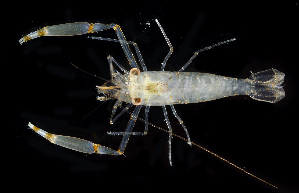  ( - BHKG-1364)  @11 [ ] by-nc-sa (2018) Unspecified the Florida Museum of Natural History (FLMNH) and University of Hong Kong's Swire Institute of Marine Science