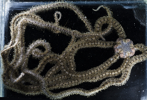  (Macrophiothrix longipeda - BHKG-1551)  @11 [ ] by-nc-sa (2018) Unspecified the Florida Museum of Natural History (FLMNH) and University of Hong Kong's Swire Institute of Marine Science