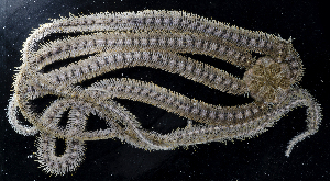  ( - BHKG-1552)  @11 [ ] by-nc-sa (2018) Unspecified the Florida Museum of Natural History (FLMNH) and University of Hong Kong's Swire Institute of Marine Science