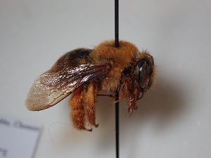  (Xylocopa rufa - UMH_B1136)  @11 [ ] nrr (2021) Unspecified UMONS