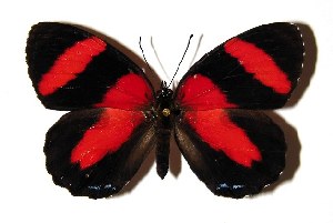  ( - 02-SRNP-16886)  @14 [ ] CreativeCommons - Attribution Non-Commercial Share-Alike (2005) Daniel H. Janzen Guanacaste Dry Forest Conservation Fund