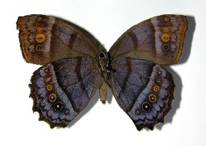  ( - 02-SRNP-28465)  @14 [ ] CreativeCommons - Attribution Non-Commercial Share-Alike (2005) Daniel H. Janzen Guanacaste Dry Forest Conservation Fund